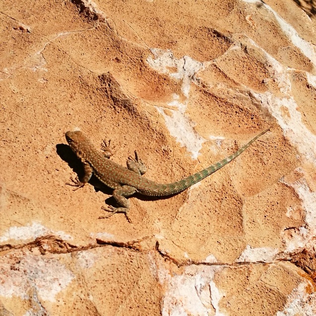 a small lizard sunning itself on a rock in phoenix